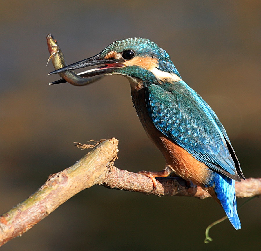 火狐电竞官方网站